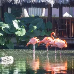 Transfers from Punta Cana Airport to Ocean Park World