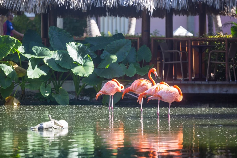 Transfers from Punta Cana Airport to Ocean World Park