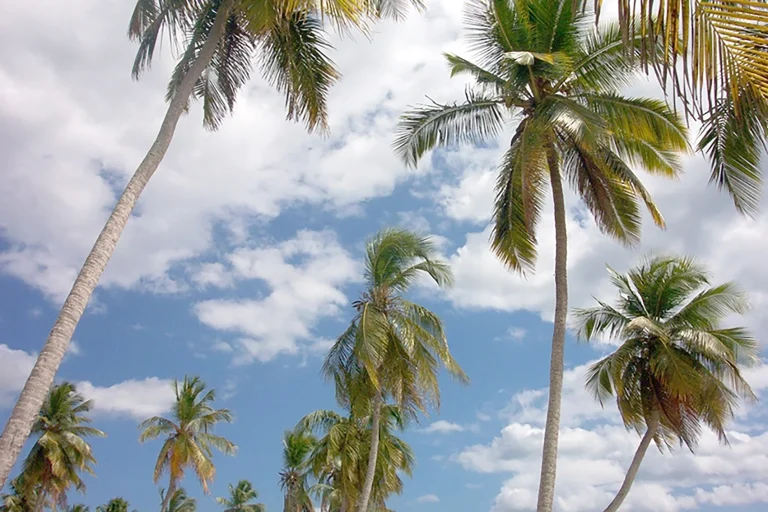 Transfers from Punta Cana Airport to Los Tres Ojos